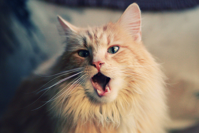 开云官方网站-西甲裁判指令语言对比赛中球队反应速度的潜在干扰分析，中甲裁判争议判罚引冲突