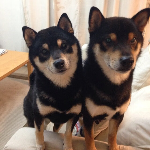 KAIYUNAPP-CBA球队财务透明度为何长期不足，cba球队的钱从哪里来