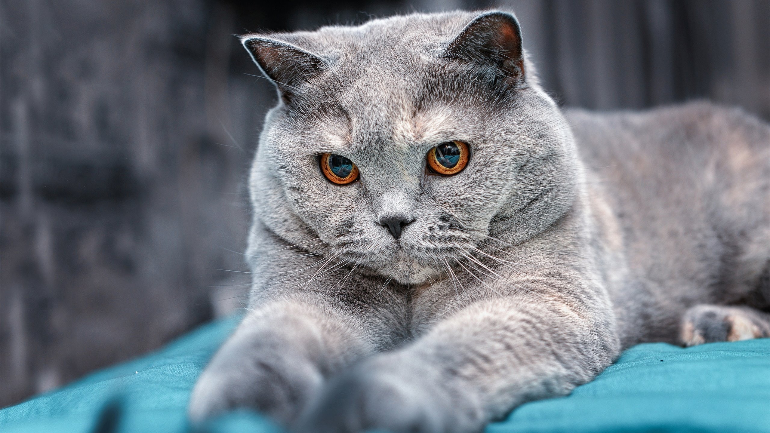 开云·体育官网APP下载-多名选手具备决赛竞争力，多名选手具备决赛竞争力的原因