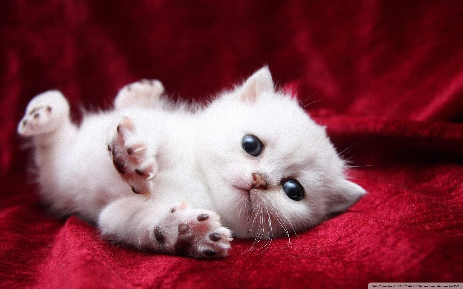 开云网页版登录入口-西雅图海湾者战术布置针对PSG亮点,西雅图海湾人vs洛杉矶fc比分预测