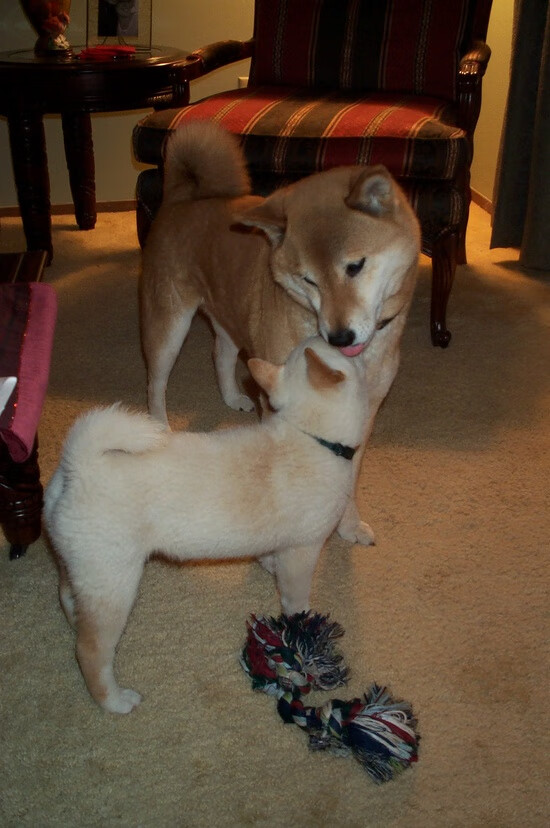 KAIYUNAPP-巴西豪门弗拉门戈本赛季表现稳健，攻防两端俱佳