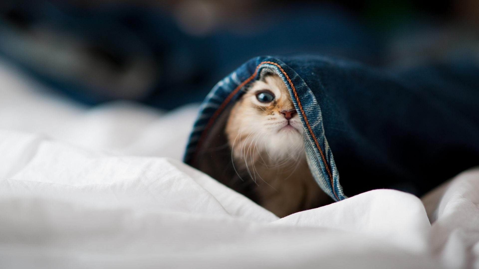 kaiyun官方入口登录-林丹指导青少年训练亲自示范动作,林丹发力