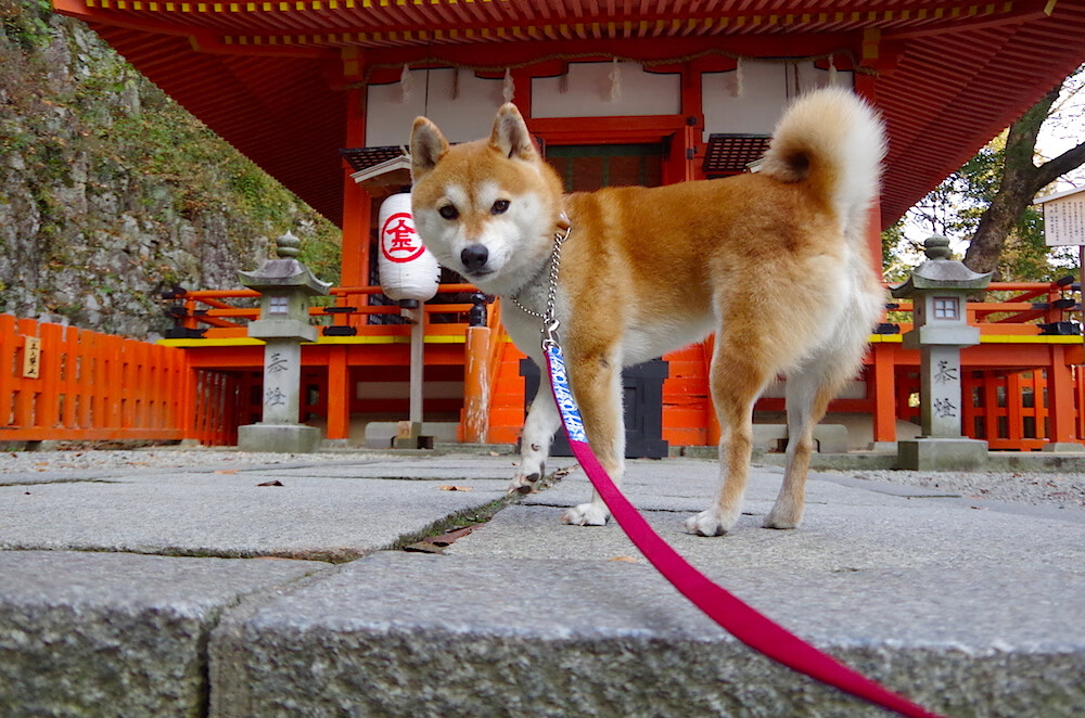 开云网页版-欧洲杯精妙战术:变化多端引爆现场!,欧洲杯战状